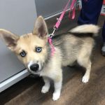 PetVet Vaccination Clinic