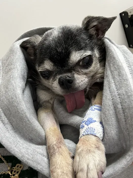 Mason Dixon Animal Emergency Hospital Picture 9