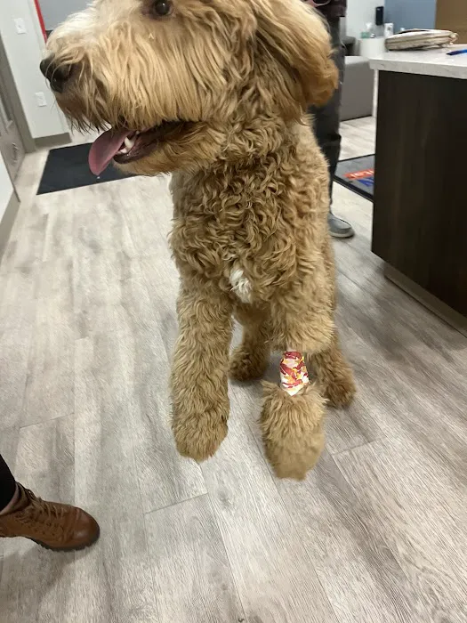 Mason Dixon Animal Emergency Hospital Picture 10
