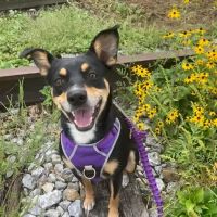Shrewsbury Veterinary Clinic ico