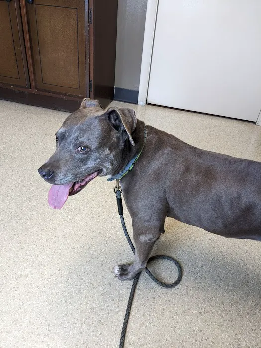 Shrewsbury Veterinary Clinic Picture 9