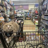 Petco ico