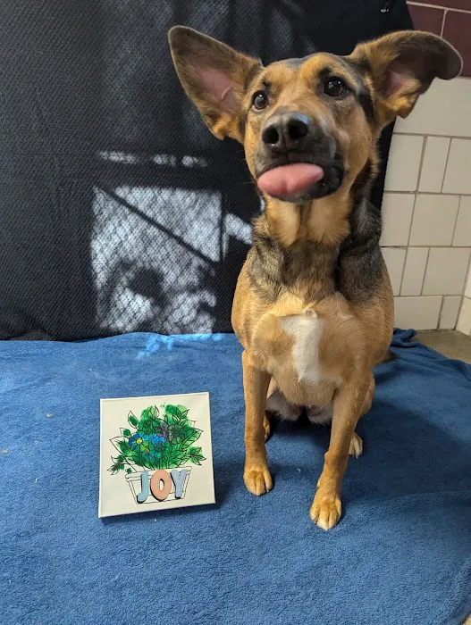 VCA Old Trail Animal Hospital Picture 8