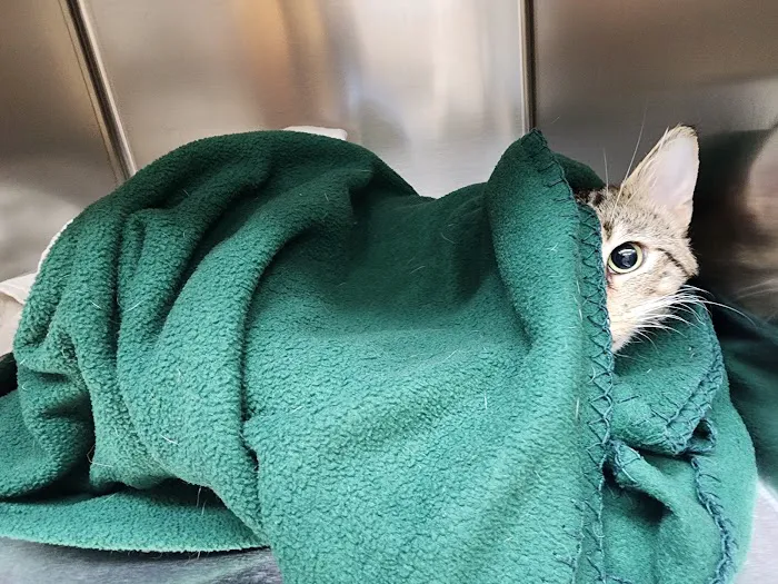 VCA Old Trail Animal Hospital Picture 7