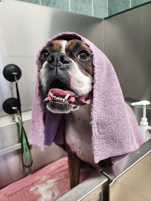VCA Old Trail Animal Hospital Picture 9
