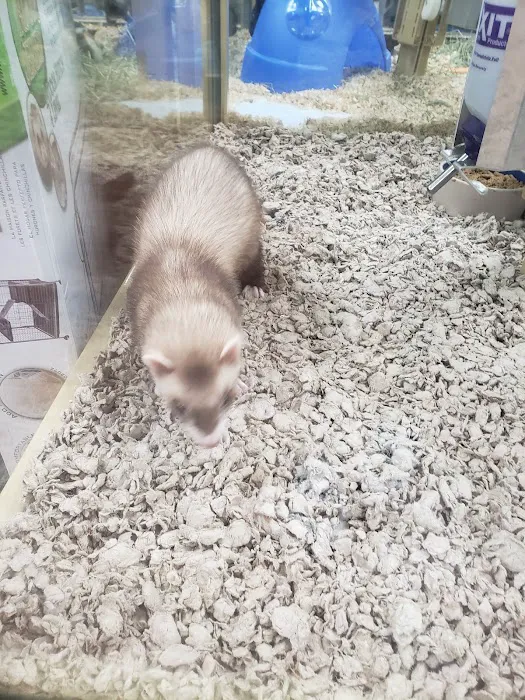 Pet Supermarket Picture 1