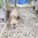 Pet Supermarket