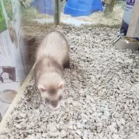 Pet Supermarket ico