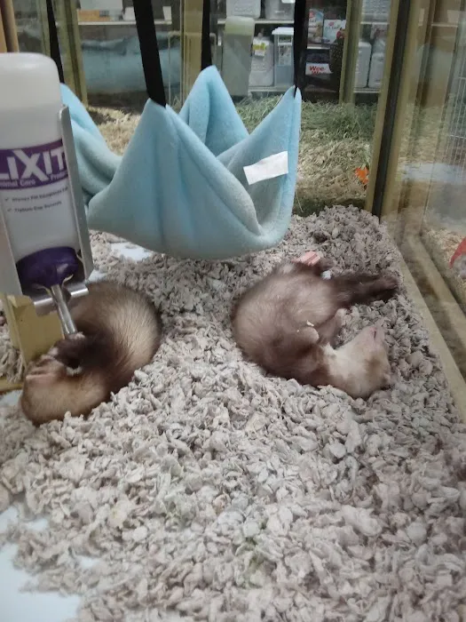 Pet Supermarket Picture 6
