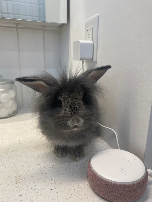 Pet Supermarket Picture 5