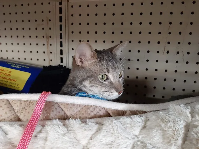 Pet Supermarket Picture 10