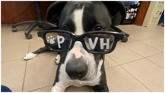 Patton Veterinary Hospital Picture 3