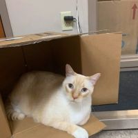 Cape Horn Veterinary Associates ico