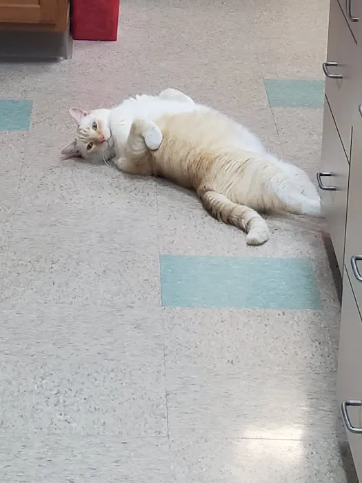 Cape Horn Veterinary Associates Picture 2