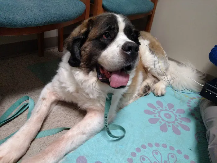 Cape Horn Veterinary Associates Picture 3