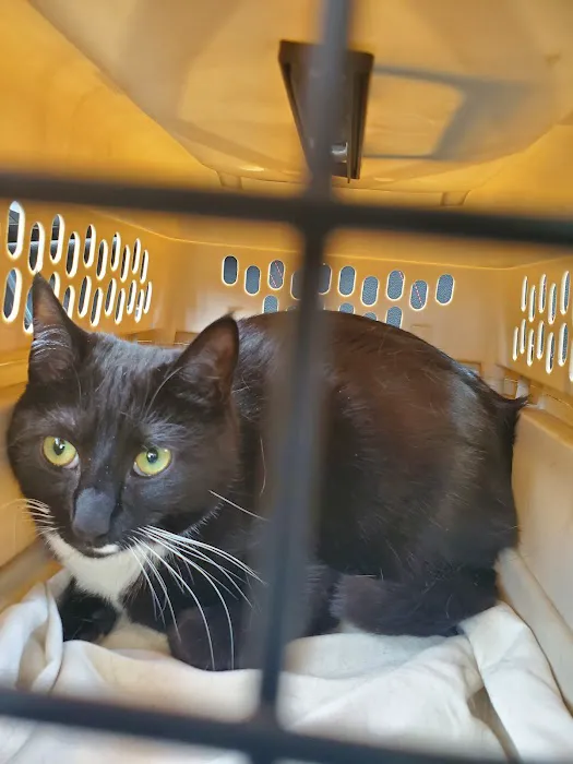 Cape Horn Veterinary Associates Picture 5