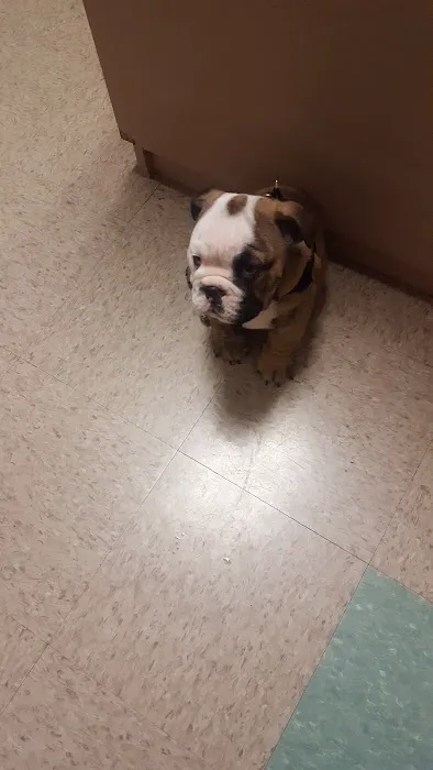 Cape Horn Veterinary Associates Picture 7