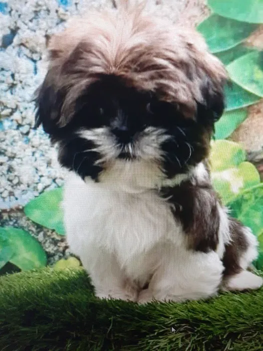 Cape Horn Veterinary Associates Picture 8