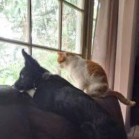 Fork Veterinary Hospital, Inc. ico