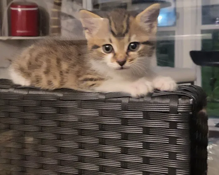AtPetShops Picture 3