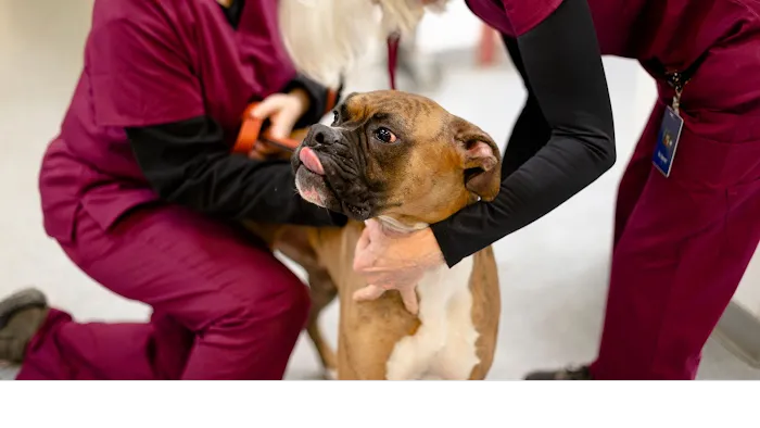 Celebrie Veterinary Hospital Picture 3