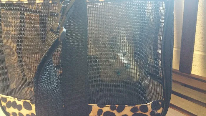 Celebrie Veterinary Hospital Picture 9