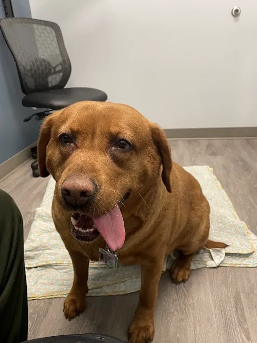 Urgent VET Care Picture 5