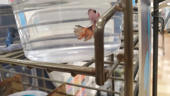 Petco Picture 2