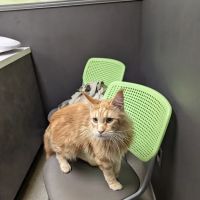 Hunt Valley Animal Hospital ico