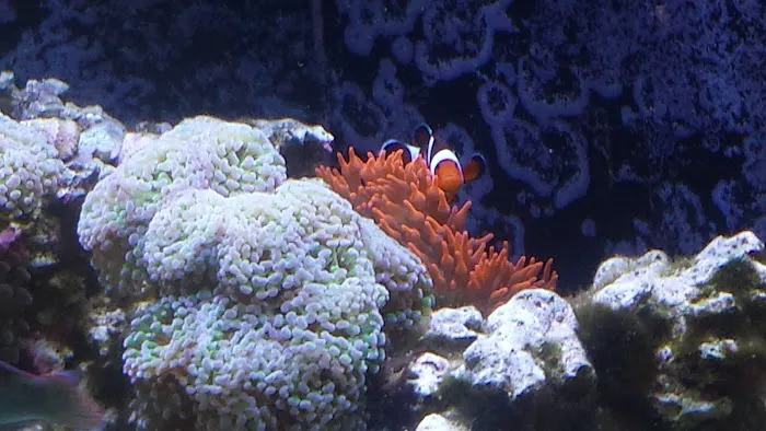 Aquatic Life Designs, LLC Picture 7