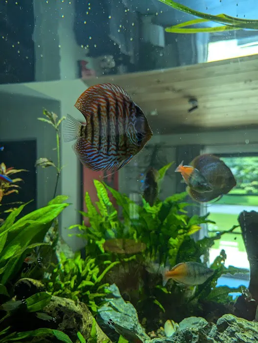Aquatic Life Designs, LLC Picture 9