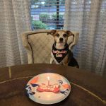 Barking Dog Bakery and Feed