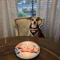 Barking Dog Bakery and Feed ico