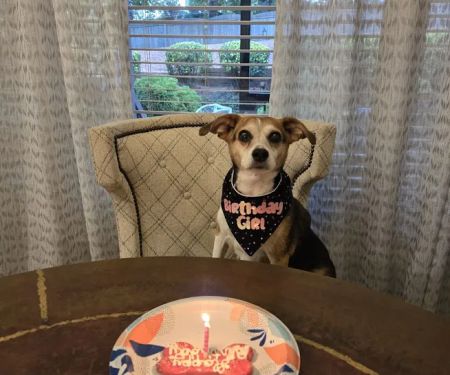Barking Dog Bakery and Feed