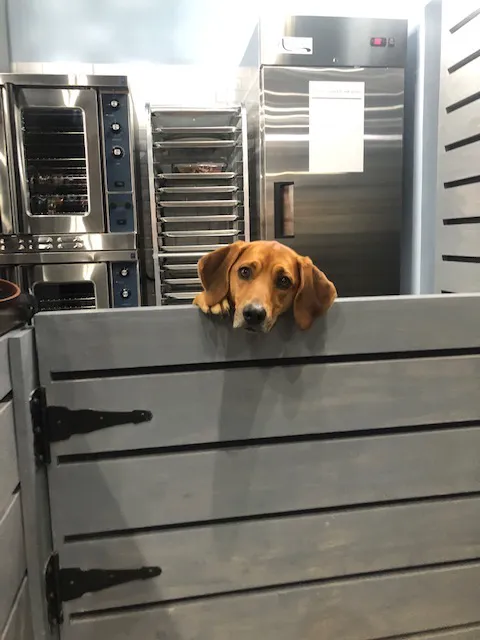Barking Dog Bakery and Feed Picture 6