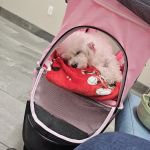 Eye Care for Animals - York Rd