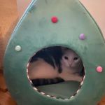 Barkermeow