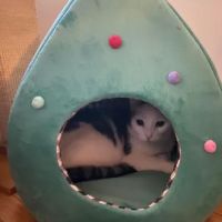 Barkermeow ico