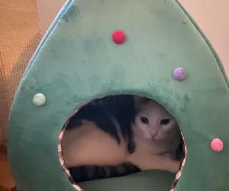 Barkermeow