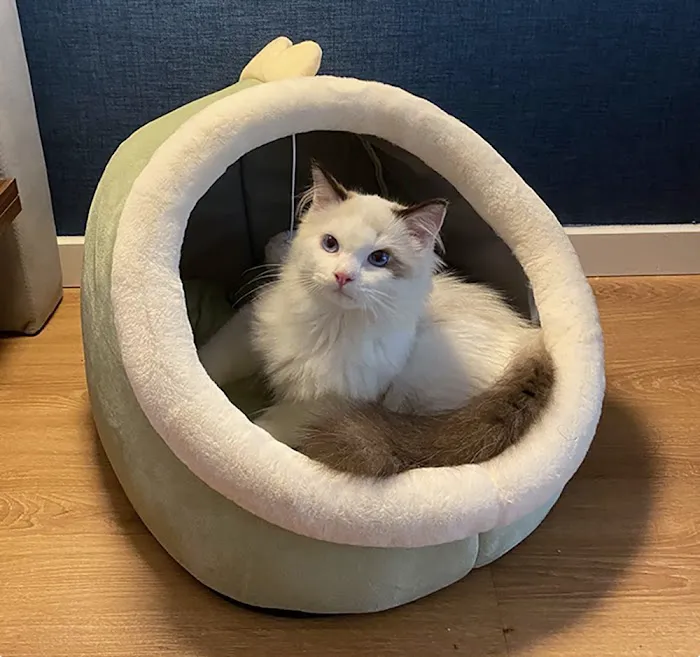 Barkermeow Picture 2