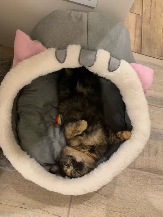 Barkermeow Picture 7