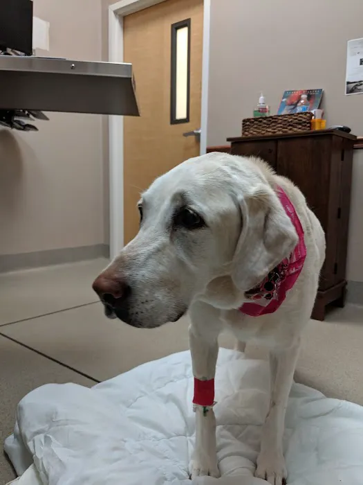 Chesapeake Veterinary Surgical Specialists Picture 3