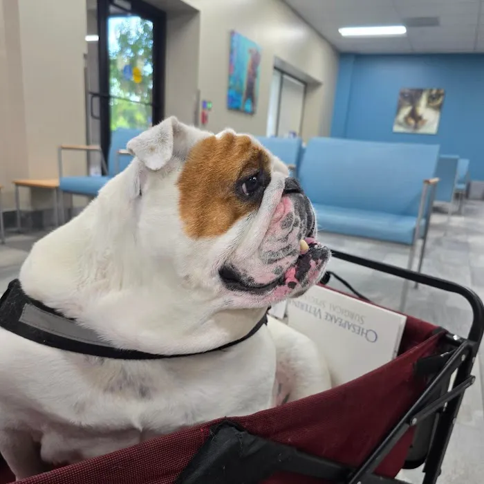 Chesapeake Veterinary Surgical Specialists Picture 5