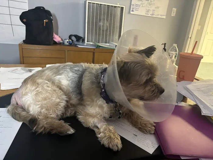 Chesapeake Veterinary Surgical Specialists Picture 8