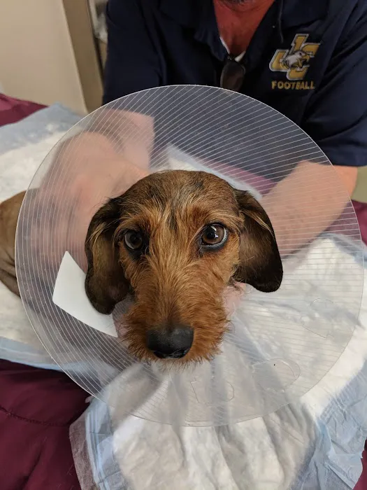 Chesapeake Veterinary Surgical Specialists Picture 7