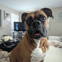 Veterinary Neurology & Imaging of the Chesapeake ico