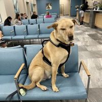 Atlantic Veterinary Internal Medicine & Oncology - Hunt Valley ico