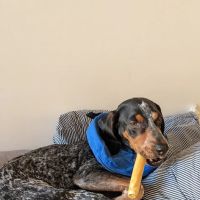 Pet+E.R. ico