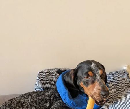 Pet+E.R.