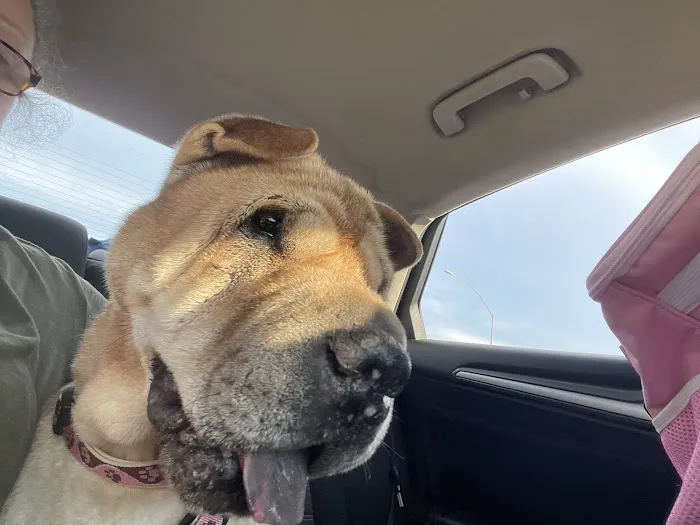 Pet+E.R. Picture 6